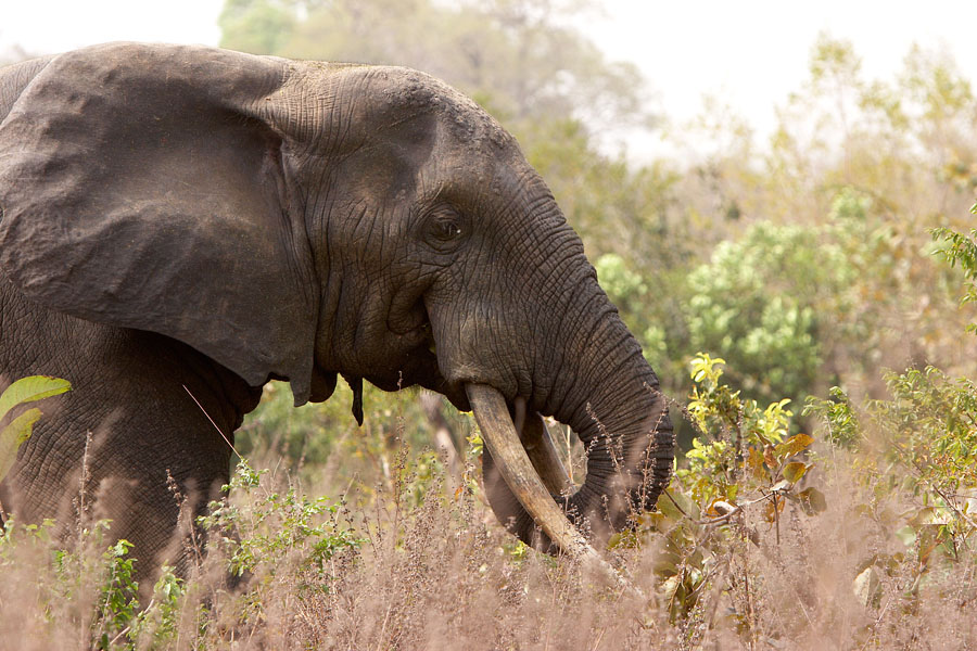 321   Elephant   Molo park